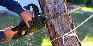 Best Hedge Trimming  in Veneta, OR